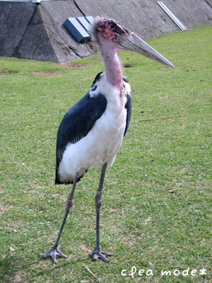 伊豆シャボテン公園・その１_e0121359_236131.jpg