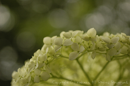 うちの花たち_c0070460_13331254.jpg