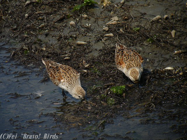 ハマシギ　　Dunlin/ Calidris alpina_b0069564_23173321.jpg