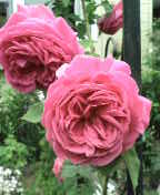 小さな薔薇園　　2007　6／25_e0120466_23163125.jpg