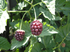f0016868_22502091.gif
