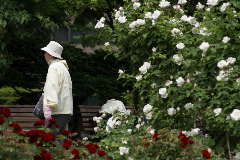 大通り公園の薔薇_c0106977_9313232.jpg