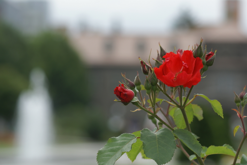 大通り公園の薔薇_c0106977_9402487.jpg