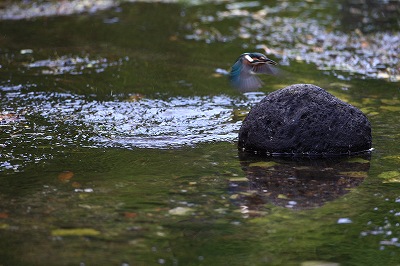 野鳥アルバム_b0047179_2152830.jpg