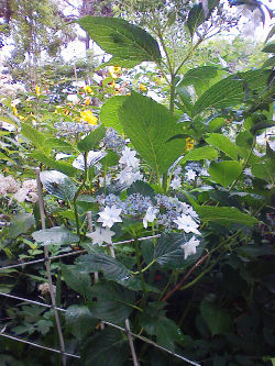 c0049489_1126966.jpg