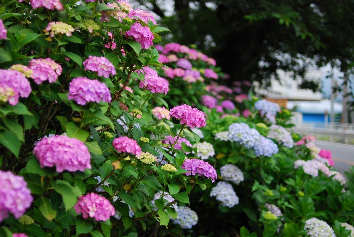 梅雨時に咲く花_e0124594_2101512.jpg