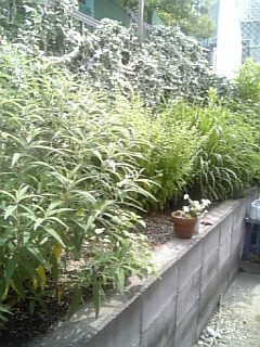 Herb Corner_d0004527_10134058.jpg