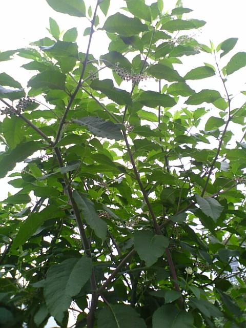山ゴボウ_c0102228_1005180.jpg