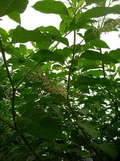 山ゴボウ_c0102228_19395853.jpg