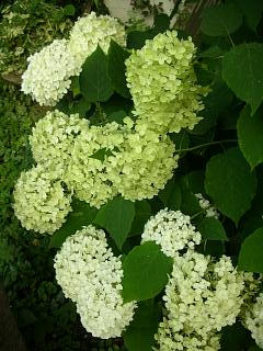 山ゴボウ_c0102228_1946461.jpg