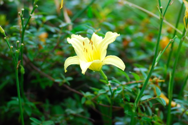 ユリの花 ほっとひと息