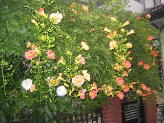b0024439_7293772.jpg