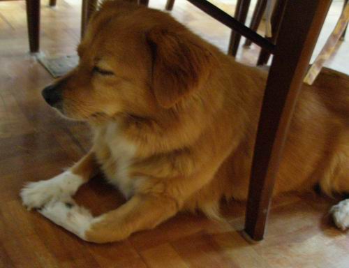 祈りのポーズ きょうのはなwithくるみ 愛犬写真日記