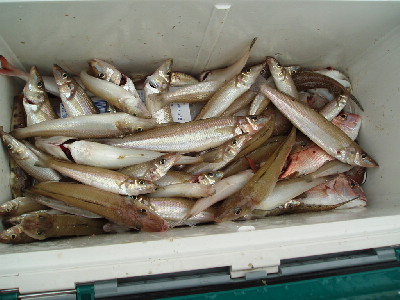 6月24日の釣果_a0077071_15514372.jpg