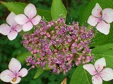 c0081883_19415157.jpg