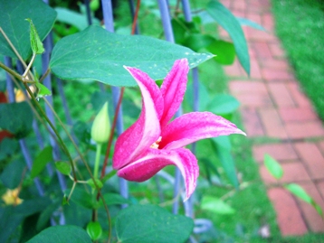 c0117898_959132.jpg