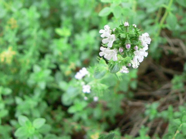 レモンタイム 花の仲間調べ