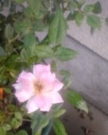 c0073332_10115796.jpg