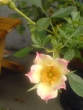 c0073332_10344876.jpg