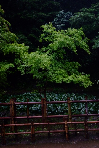 室生寺　雨のささやき_f0050534_7511698.jpg
