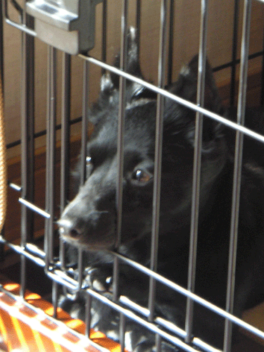 d0049135_10334184.gif