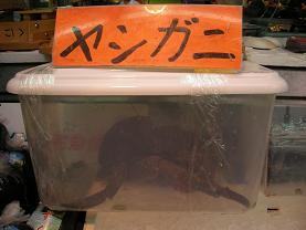 ヤシガニは飼わずに食べたのだ_c0030645_20382994.jpg