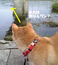 バテバテ。。。_c0049950_1134428.jpg