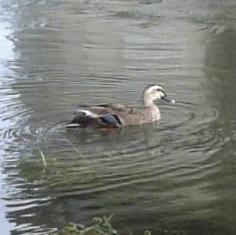 バテバテ。。。_c0049950_1146224.jpg