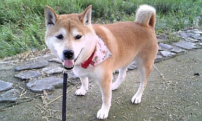 バテバテ。。。_c0049950_11481716.jpg