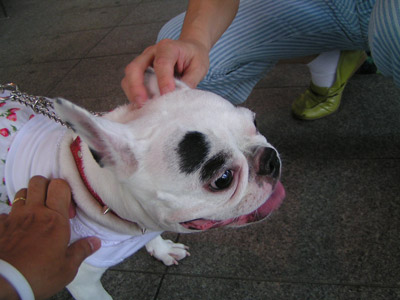 はなちゃんに会いたい!_a0028451_12531615.jpg