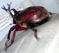 c0039153_215084.jpg