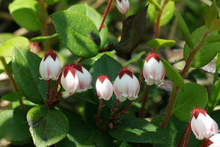 栗駒山の花たち #2_a0067758_17225592.jpg