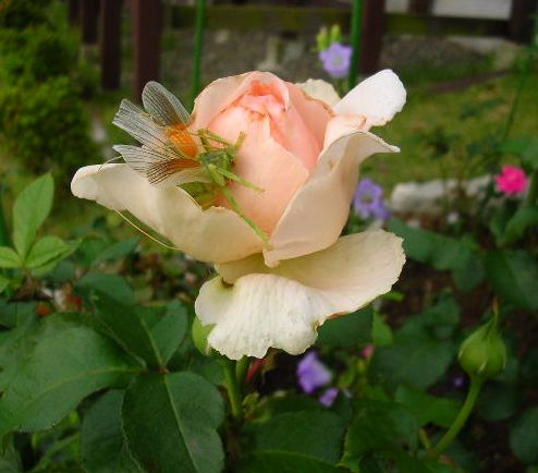 2007年6月27日(水)庭の手入れと薔薇_f0060461_15151923.jpg
