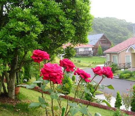 2007年6月27日(水)庭の手入れと薔薇_f0060461_1520935.jpg