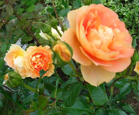 2007年6月27日(水)庭の手入れと薔薇_f0060461_15254747.jpg