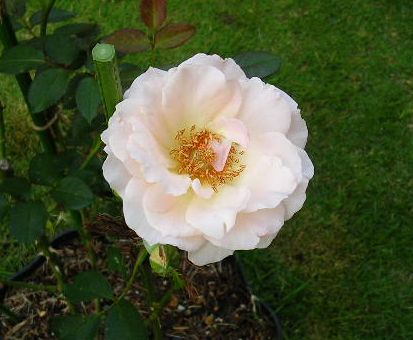 2007年6月27日(水)庭の手入れと薔薇_f0060461_15283787.jpg