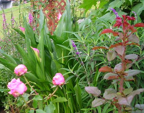 2007年6月27日(水)庭の手入れと薔薇_f0060461_1530742.jpg