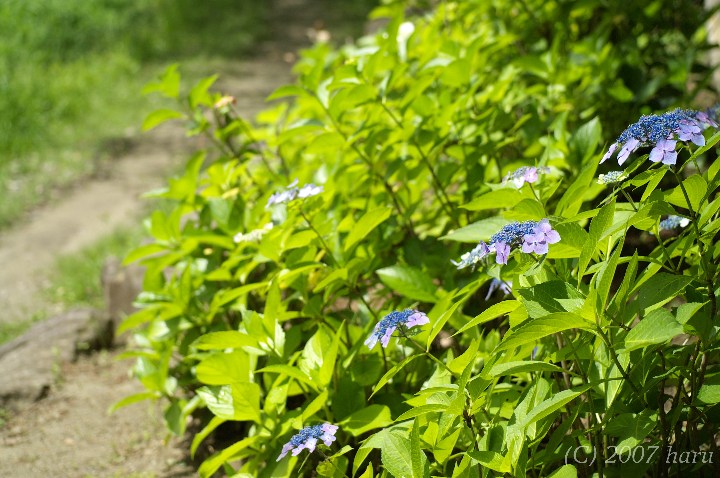 奥様はカメラマン＾＾；　８　Hydrangea collection selected by masa_f0063363_9345265.jpg