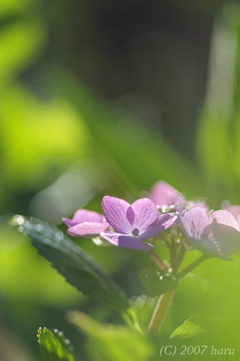 奥様はカメラマン＾＾；　８　Hydrangea collection selected by masa_f0063363_935534.jpg