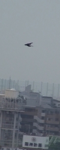 d0083265_22374822.jpg