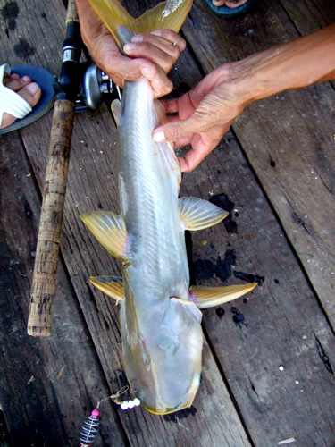 d0118876_13771.jpg