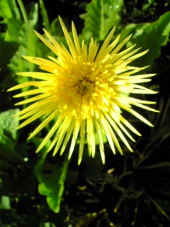 e0046477_10593729.jpg
