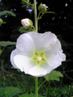 e0046477_1111438.jpg