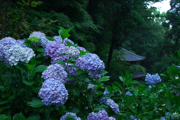 雨の岩船寺_e0051888_15231346.jpg