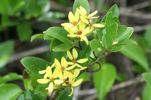 キントラノオ キントラノオ科 えるだまの植物図鑑