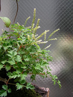 ナナカマドが開花_f0062127_14484727.jpg