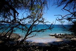 ＊わすれていたこと　しらないこと　　,Mauumae Hawaii_a0030038_1351854.jpg