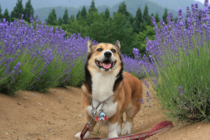 また来たと　犬も覚えて　ラベンダー_b0031538_232472.jpg