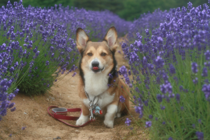 また来たと　犬も覚えて　ラベンダー_b0031538_23255532.jpg