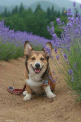 また来たと　犬も覚えて　ラベンダー_b0031538_23275235.jpg